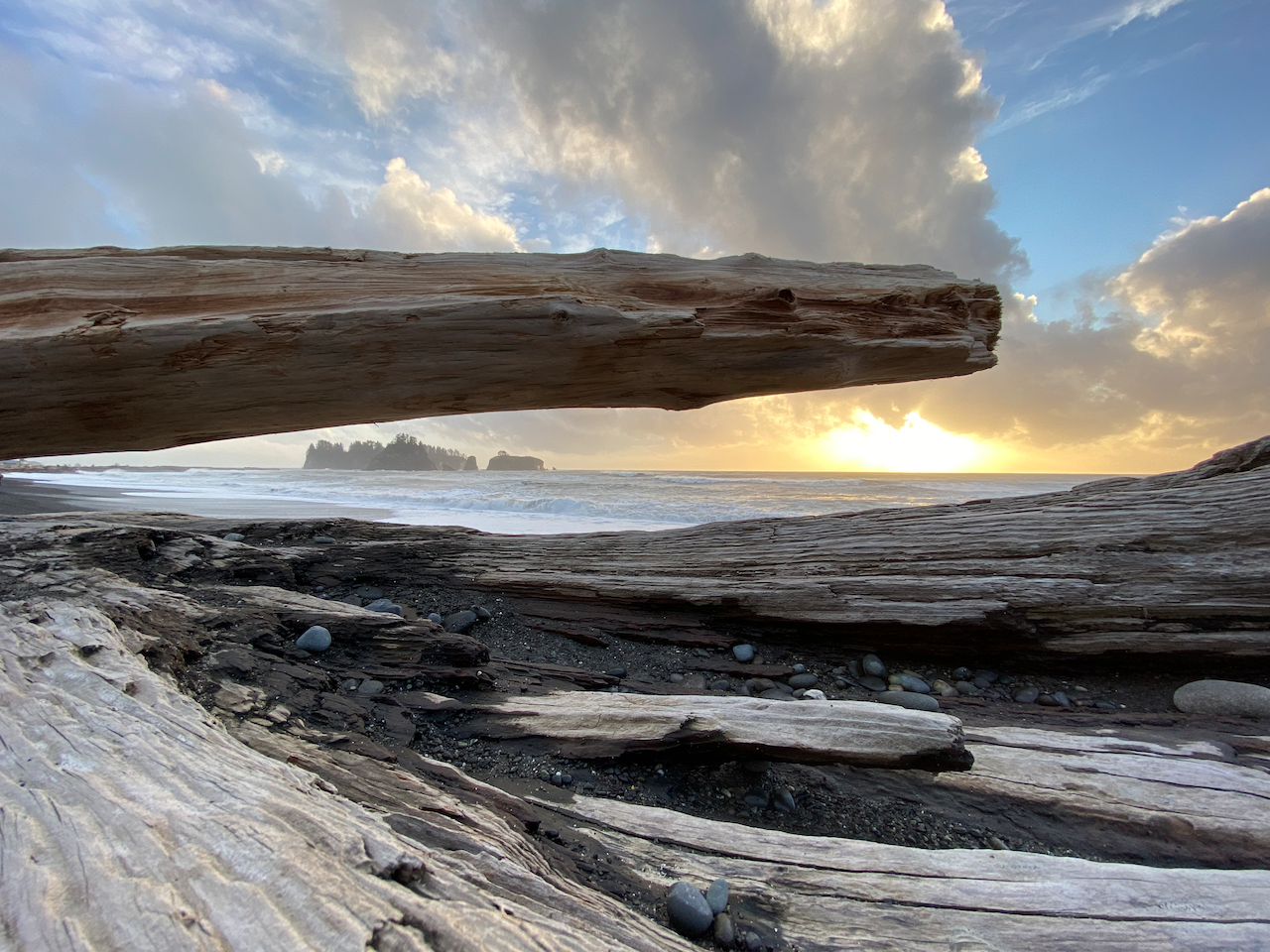 Driftwood of the Pacific Northwest